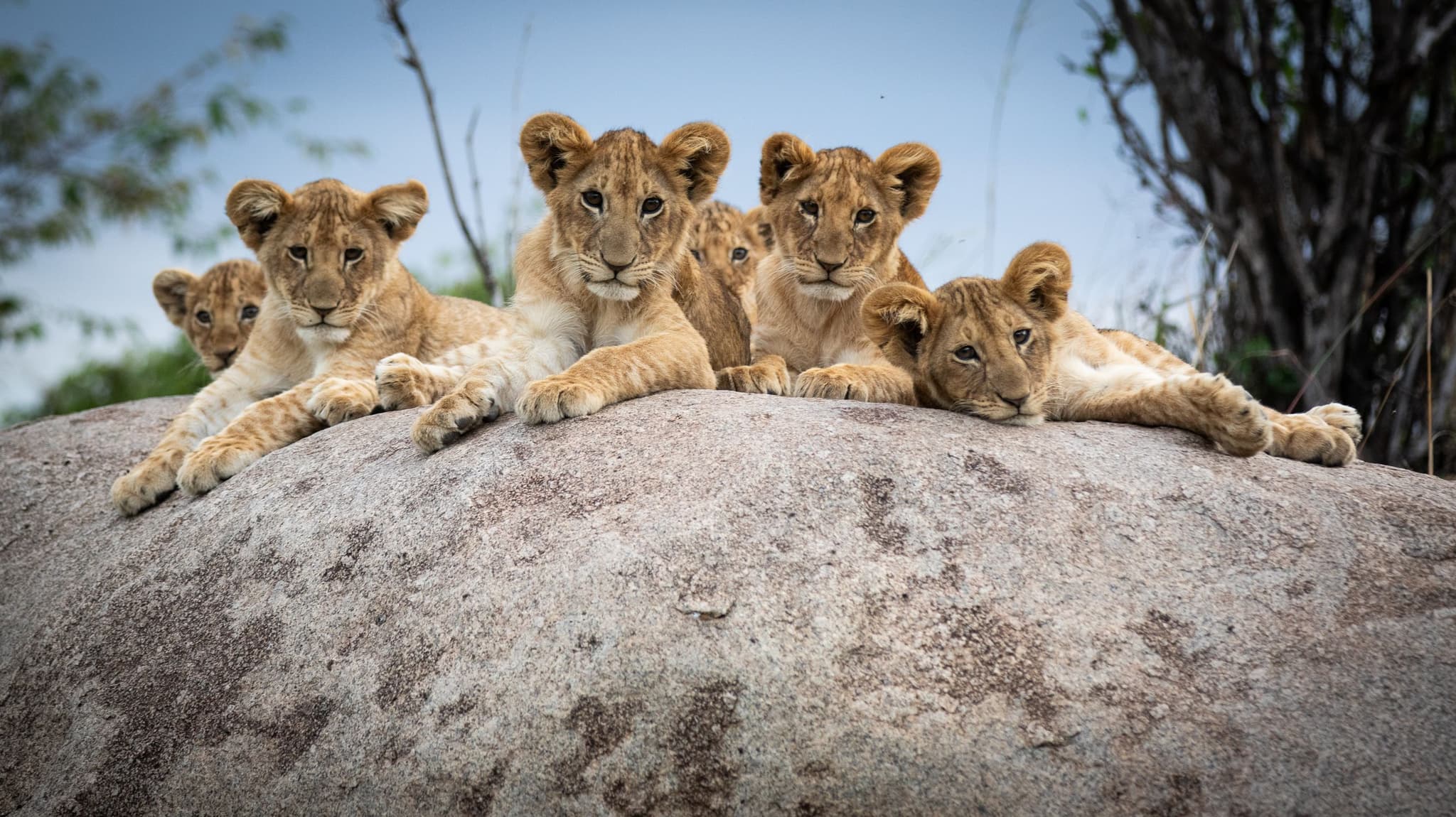 Lamai Serengeti lion cubs in Tanzania wildlife