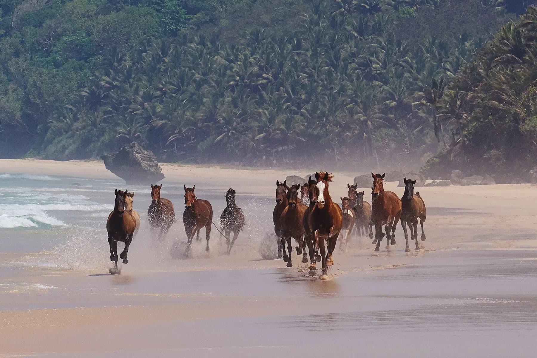 horses-running-on-nihiwatu-beach.jpg.webp