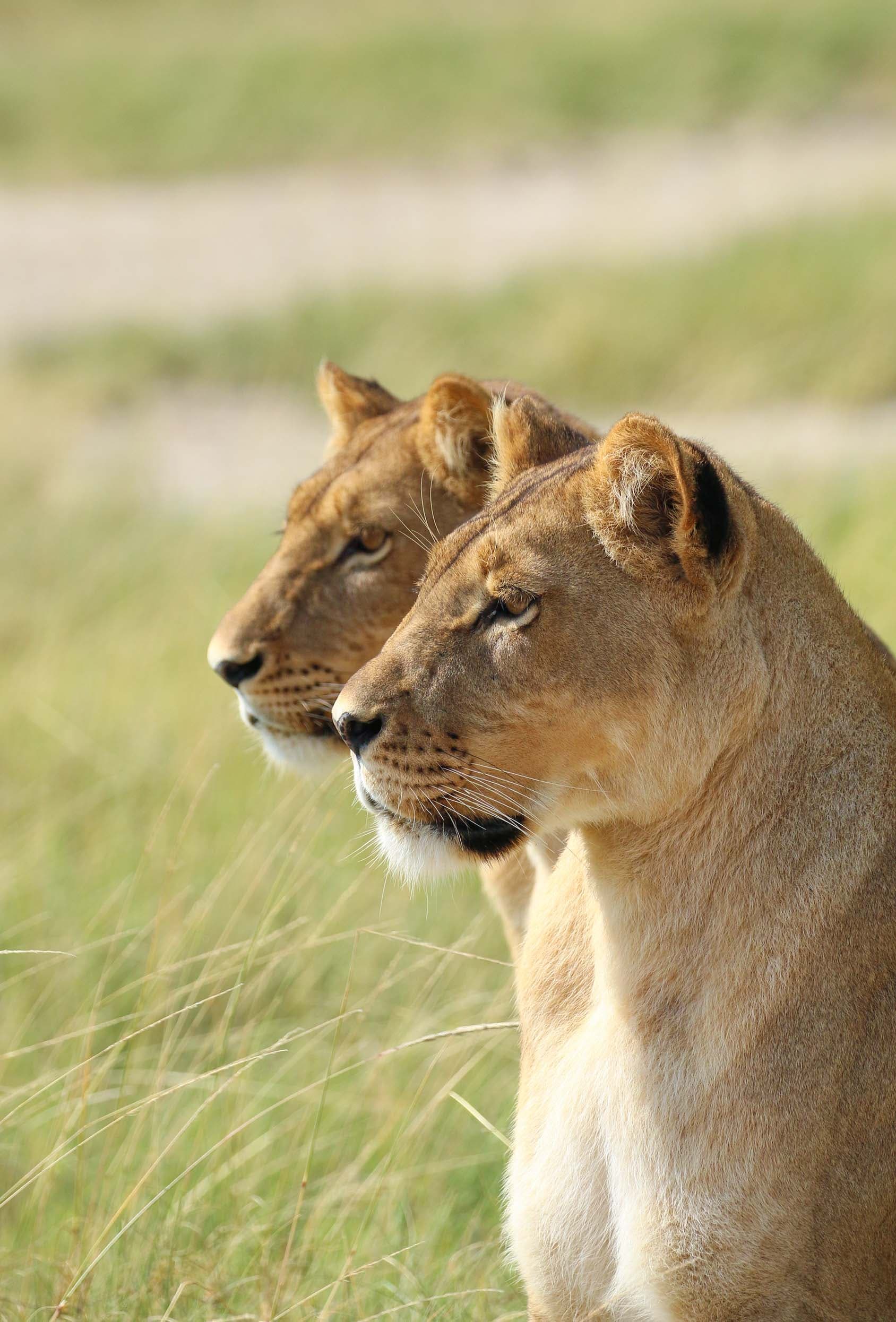 Lionesses in the Makgadikgadi National Park